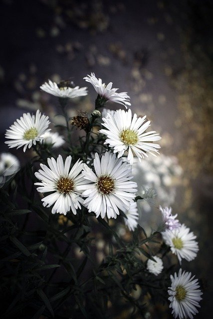 Scarica gratuitamente fiori astri bianco autunno bokeh immagine gratuita da modificare con l'editor di immagini online gratuito GIMP