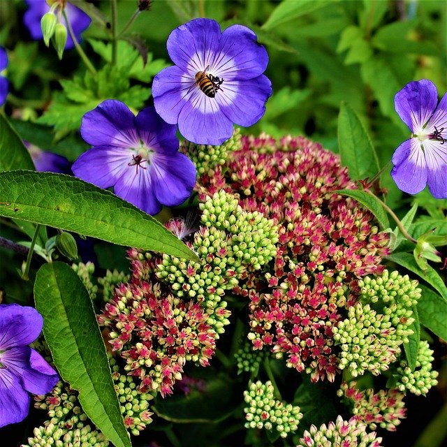 Free download flowers autumn garden love herb free picture to be edited with GIMP free online image editor