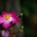 ดาวน์โหลดฟรี Flowers Bloom - ภาพถ่ายหรือรูปภาพฟรีที่จะแก้ไขด้วยโปรแกรมแก้ไขรูปภาพออนไลน์ GIMP