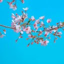 Flowers blooming  screen for extension Chrome web store in OffiDocs Chromium