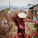 Flowers bloom in spring  screen for extension Chrome web store in OffiDocs Chromium