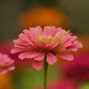 Flowers bloom in spring  screen for extension Chrome web store in OffiDocs Chromium