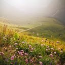 Flowers bloom in the forest  screen for extension Chrome web store in OffiDocs Chromium