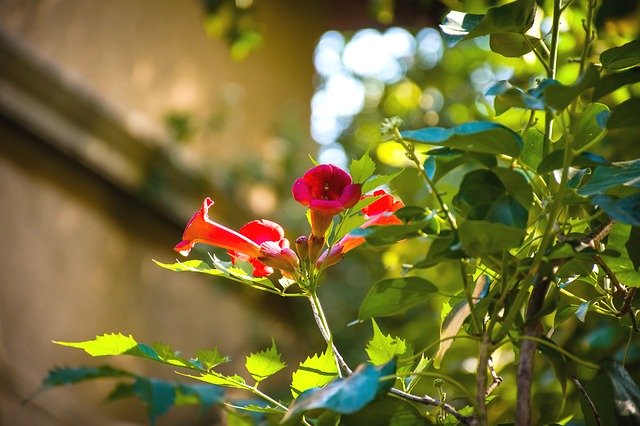 無料ダウンロード花咲く植物fuschia無料画像をGIMP無料オンライン画像エディタで編集する