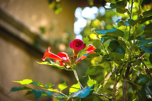 Free download flowers bloom plants fuschia free picture to be edited with GIMP free online image editor