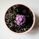 Flowers bloom pot plant  screen for extension Chrome web store in OffiDocs Chromium