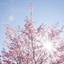 Flowers bloom under the sunlight  screen for extension Chrome web store in OffiDocs Chromium
