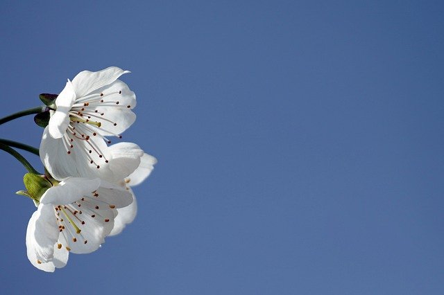 Free download flowers blossoms tree petals free picture to be edited with GIMP free online image editor