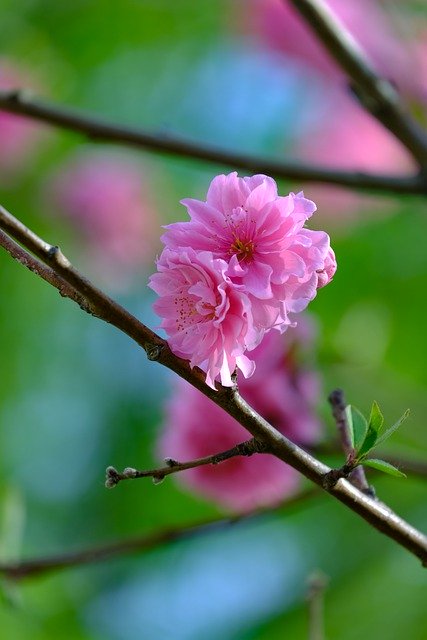 Free download flowers branch cherry blossom free picture to be edited with GIMP free online image editor