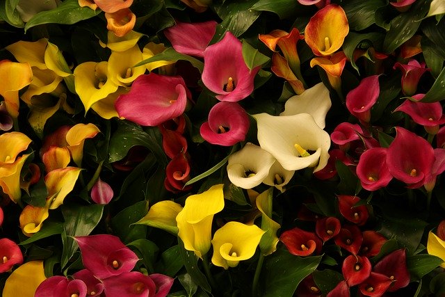 Téléchargement gratuit d'une image gratuite de fleurs calla arum zantedeschia à modifier avec l'éditeur d'images en ligne gratuit GIMP