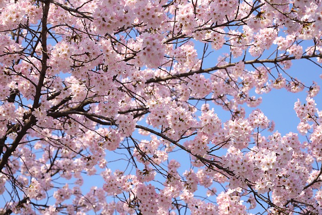 Download gratuito Fiori Fiori di ciliegio Primavera - foto o immagine gratuita da modificare con l'editor di immagini online di GIMP