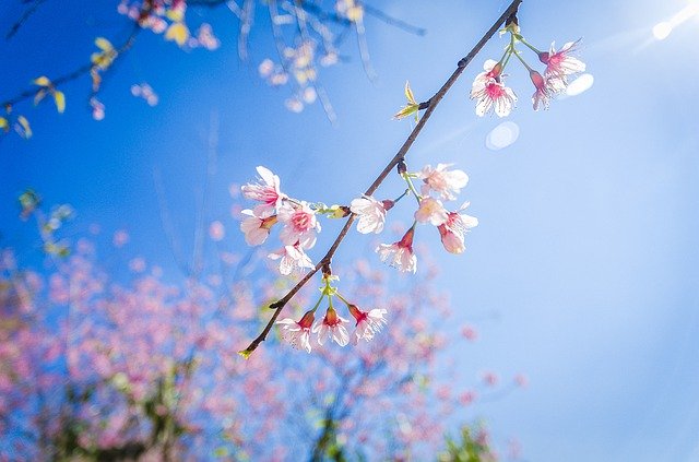 دانلود رایگان عکس گل های گیلاس سفری رایگان برای ویرایش با ویرایشگر تصویر آنلاین رایگان GIMP
