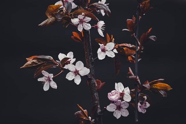 ດາວ​ໂຫຼດ​ຟຣີ​ດອກ cherry ດອກ cherry ຮູບ​ພາບ​ຟຣີ​ທີ່​ຈະ​ໄດ້​ຮັບ​ການ​ແກ້​ໄຂ​ທີ່​ມີ GIMP ບັນນາທິການ​ຮູບ​ພາບ​ອອນ​ໄລ​ນ​໌​ຟຣີ​