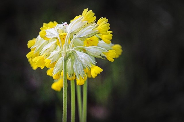 Free download flowers cowslips real cowslip free picture to be edited with GIMP free online image editor