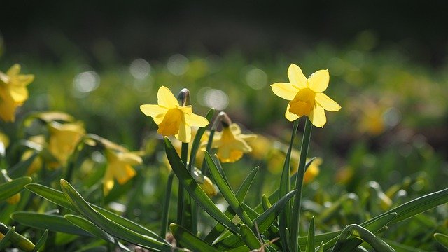 Free download flowers daffodils nature spring free picture to be edited with GIMP free online image editor