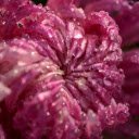 Flowers drink water  screen for extension Chrome web store in OffiDocs Chromium