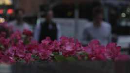 Free download Flowers Evening Windy -  free video to be edited with OpenShot online video editor