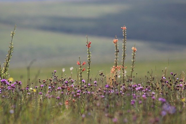 Téléchargement gratuit d'une image gratuite de Minas des champs de fleurs à modifier avec l'éditeur d'images en ligne gratuit GIMP