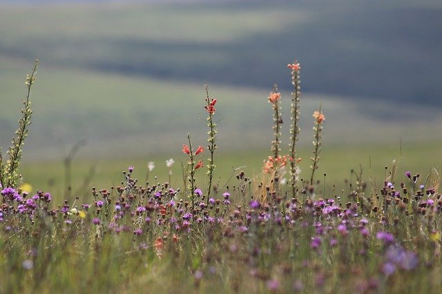Free download flowers field minas free picture to be edited with GIMP free online image editor