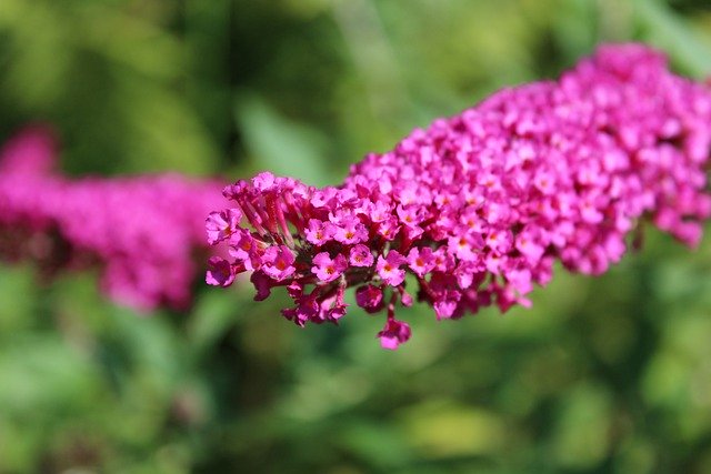 يمكنك تنزيل صور زهور زهور البنفسج المزهرة مجانًا ليتم تحريرها باستخدام محرر الصور المجاني على الإنترنت من GIMP