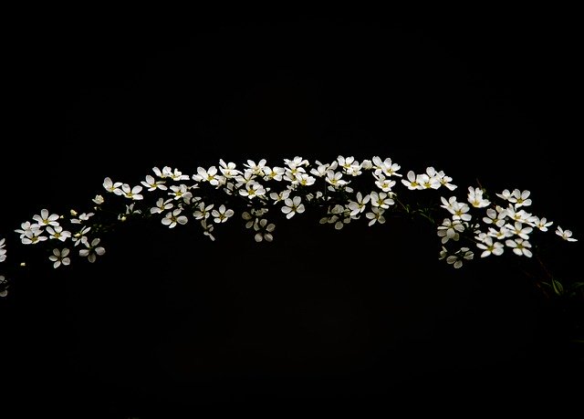 Free download flowers flourishing branch bloom free picture to be edited with GIMP free online image editor