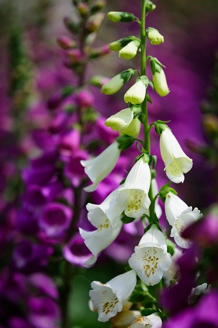Free download flowers foxglove nature close up free picture to be edited with GIMP free online image editor