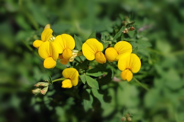 Kostenloser Download von Blumen, Ginster, Hornklee, kostenloses Bild zur Bearbeitung mit GIMP, kostenlosem Online-Bildeditor