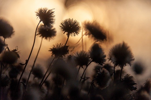 Free download flowers grass plant nature free picture to be edited with GIMP free online image editor