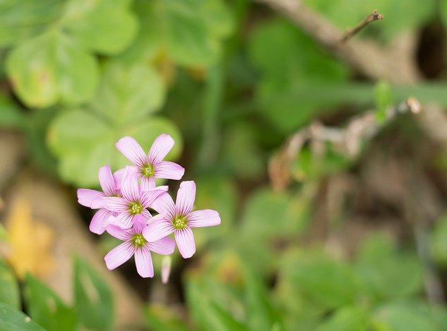 Libreng pag-download ng mga bulaklak green park magandang blur libreng larawan na ie-edit gamit ang GIMP libreng online na editor ng imahe