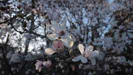 Free download Flowers Green Peaceful -  free video to be edited with OpenShot online video editor