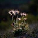 Flowers grow at night  screen for extension Chrome web store in OffiDocs Chromium