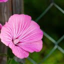 Flowers grow next to the fence  screen for extension Chrome web store in OffiDocs Chromium