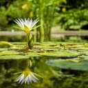 Flower shadow under water  screen for extension Chrome web store in OffiDocs Chromium