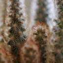 Flower shaped cactus girls  screen for extension Chrome web store in OffiDocs Chromium