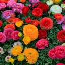 Flowers in bloom  screen for extension Chrome web store in OffiDocs Chromium
