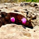 Flowers in the rock crevice  screen for extension Chrome web store in OffiDocs Chromium