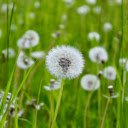 Flowers in the Wind  screen for extension Chrome web store in OffiDocs Chromium