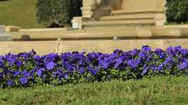 Bezpłatny szablon zdjęć Kwiaty Liliowy Wiosna do edycji za pomocą internetowego edytora obrazów GIMP