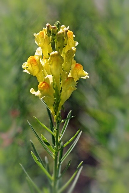 Téléchargement gratuit de l'image gratuite de fleurs linaria vulgaris linajola à modifier avec l'éditeur d'images en ligne gratuit GIMP