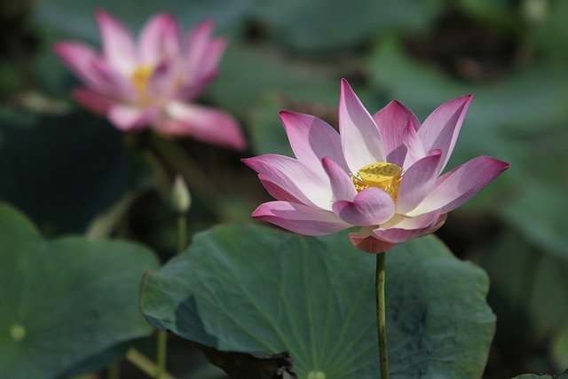 Free download flowers lotus bloom blossom botany free picture to be edited with GIMP free online image editor