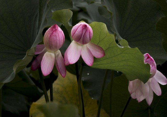 Free download flowers lotus dew petals free picture to be edited with GIMP free online image editor