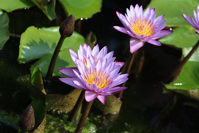 Free download flowers lotus petals pond free picture to be edited with GIMP free online image editor