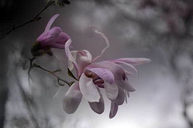 Kostenloser Download von Blumen, Magnolienbaum, rosa Blüten, kostenloses Bild zur Bearbeitung mit dem kostenlosen Online-Bildeditor GIMP