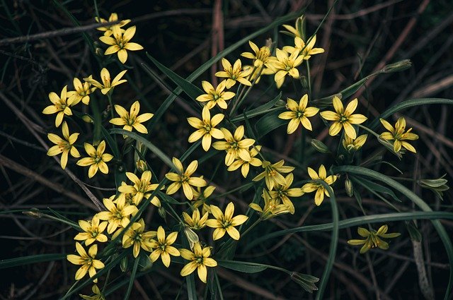 قم بتنزيل صورة مجانية لصور مرج الزهور الصيفية والربيعية لتحريرها باستخدام محرر الصور المجاني على الإنترنت من GIMP