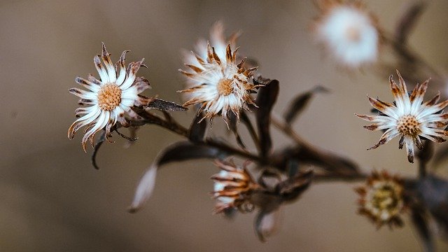 Free graphic flowers nature autumn plant meadow to be edited by GIMP free image editor by OffiDocs