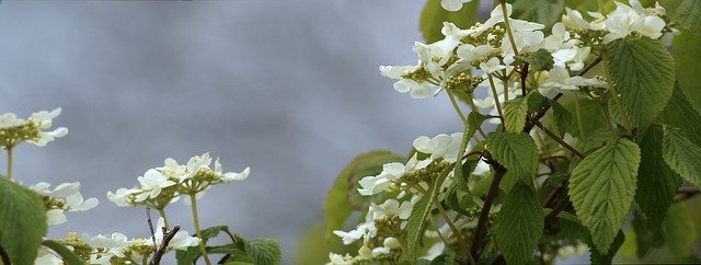 Descarga gratuita Flowers Nature Blossom - foto o imagen gratis y gratuita para editar con el editor de imágenes en línea GIMP