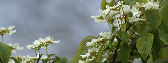 Free download Flowers Nature Blossom -  free free photo or picture to be edited with GIMP online image editor