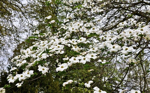 Free download flowers nature park garden tree free picture to be edited with GIMP free online image editor