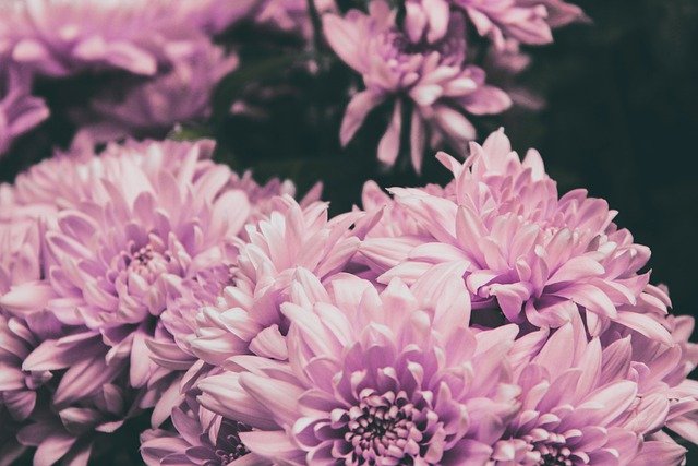 قم بتنزيل صورة مجانية من زهور الطبيعة وباقة زهور وردية مجانًا لتحريرها باستخدام محرر الصور المجاني عبر الإنترنت GIMP