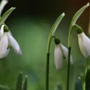 Flowers of love  screen for extension Chrome web store in OffiDocs Chromium